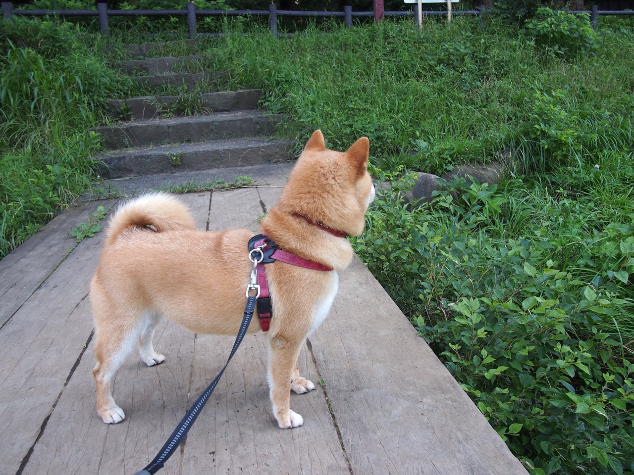 奥运周期关键战，奥地利力克莱比锡红牛，足球与奥运精神的非凡交汇