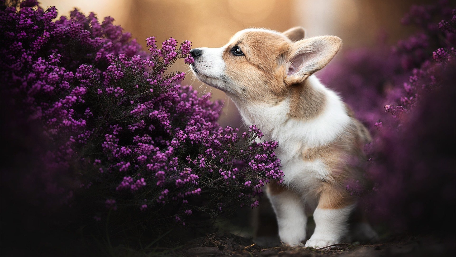 奥纳纳神级爆发，比利亚雷亚尔淘汰赛再演黑马奇迹，尤文图斯黯然出局